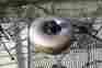 2131d 33c 251 On Converter Nissan Torque Out Of